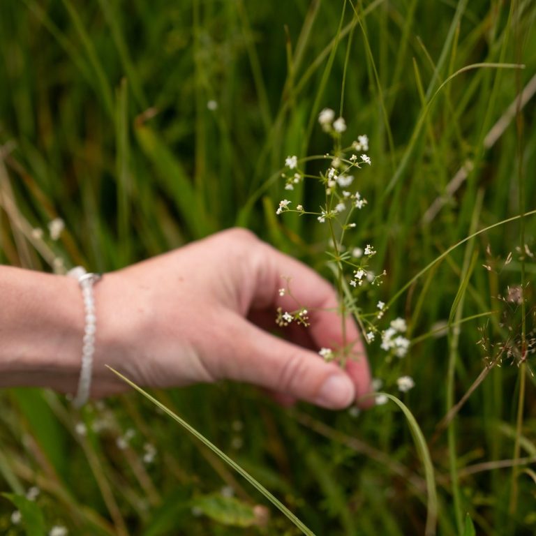 Workshop Hausapotheke, Heilmittel, Naturkosmetik, Kräuterküche, Kochen mit Wildkräutern