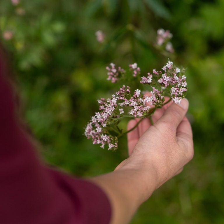 Chrüter Liäbi Zubereiten von Wildkräutern für die Küche. Obwalden, Kerns und Luzern, Entlebuch für Gruppen, Familien, Einsteiger, Anfängerin