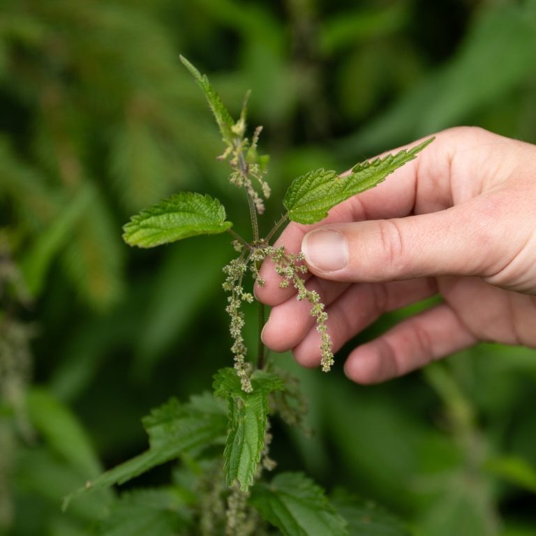 Chrüter Liäbi Wildkräuterwanderung im Kanton Obwalden und im Entlebuch, Luzern. Pflanzen bestimmen, sammeln, Naturprodukte herstellen.